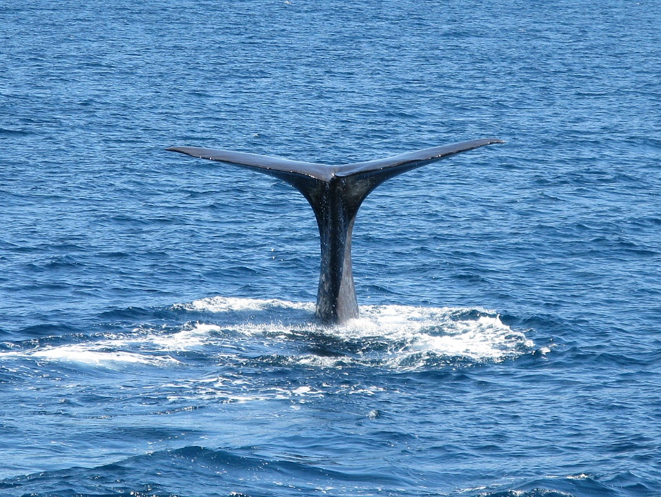 Whale Tail 3